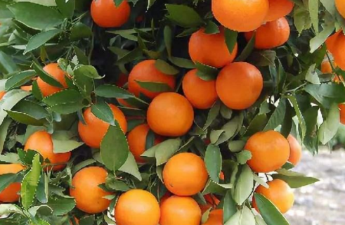 秋季柑橘施肥技术（秋季柑橘施肥技术视频）