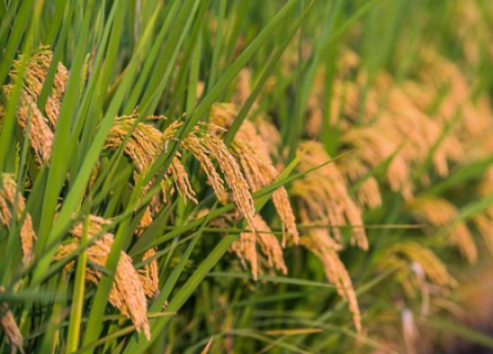 柳州市早稻和再生稻的栽培技术简介