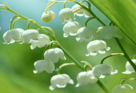 铃兰花的花语是什么 铃兰花的花语是什么意思 寓意