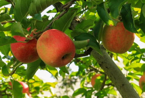 苹果园铺反光膜方法是什么