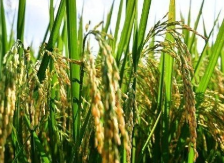 水稻除草剂打不死草的原因是什么 水稻除草剂打多了怎么办