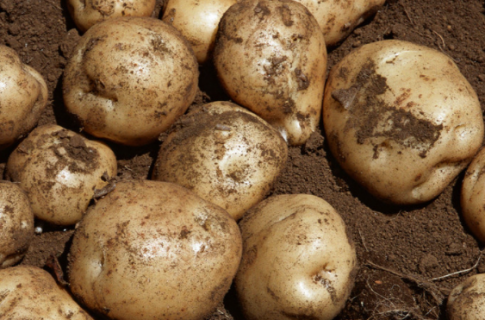 脱毒马铃薯早春地膜覆盖的方法是什么 如何栽培早春马铃薯