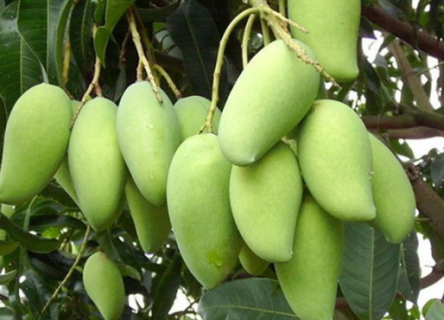 芒果苗什么季节栽种 如何管理芒果能高产
