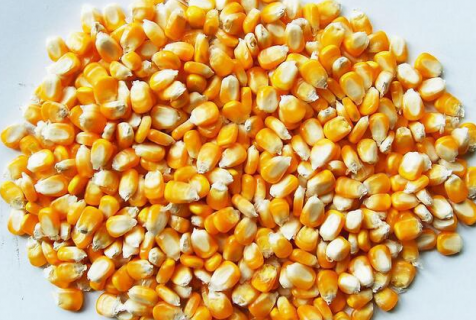玉米高产的方法是什么（玉米高产所需要的条件）