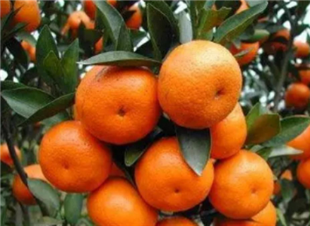 11月柑橘果树如何种植管理 11月柑橘果树如何种植管理视频