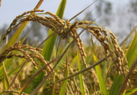 千金子对水稻有哪些危害