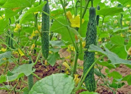 5月蔬菜种植常见病虫害有哪些