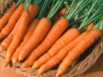 冬季胡萝卜的储存方法 冬季胡萝卜的储存方法是什么
