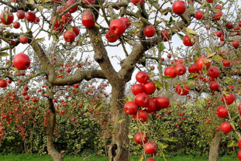 苹果树怎样栽种（苹果树怎样栽种视频）