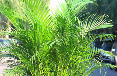 凤尾竹需要什么土壤种植