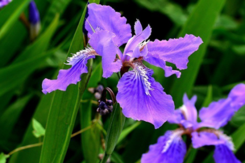 常见的紫色花有哪些（常见的紫色花有哪些图片）
