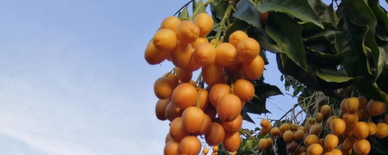黄泡果的种植技术 黄泡果可以种植吗