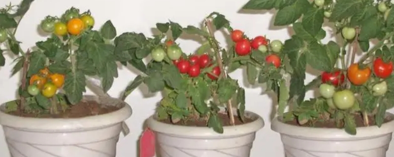 红珍珠番茄怎么种盆栽 红珍珠番茄种植方法