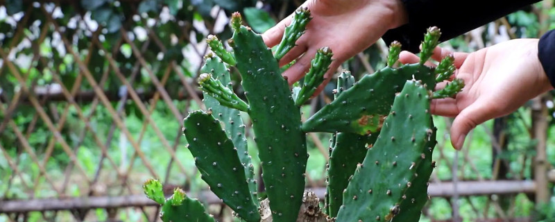 7种适合卧室养的植物