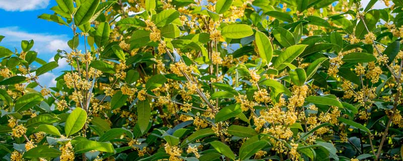 桂花是什么季节开花