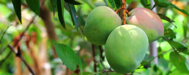 芒果树适合在什么地方生长 芒果树适合在什么地方生长植物