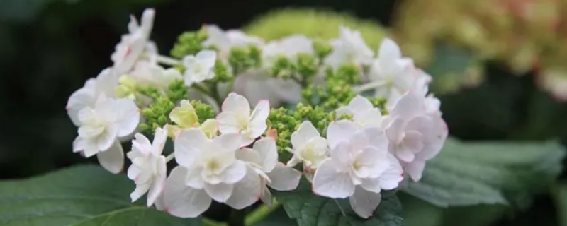 白绣球花语是什么意思 绣球花和白玫瑰的花语