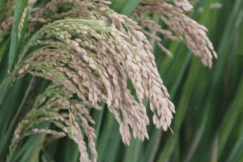 硅肥在水稻喷施最佳时间 硅肥在水稻喷施最佳时间是多少