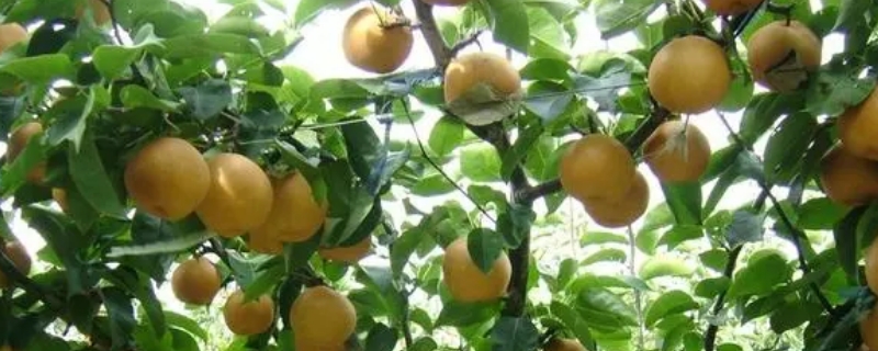 梨树几年才能结果 梨树每年都结果吗