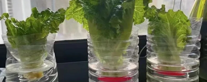 生菜可以水培种植吗（生菜可以水培种植吗视频）
