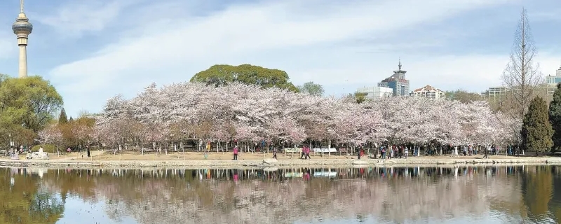 玉渊潭花期