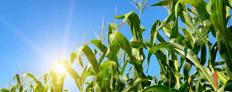 打矮壮素对玉米产量有影响吗 玉米打矮壮素是高产还是减产