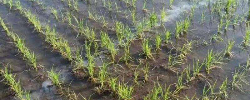 2甲灭草松对水稻有害吗