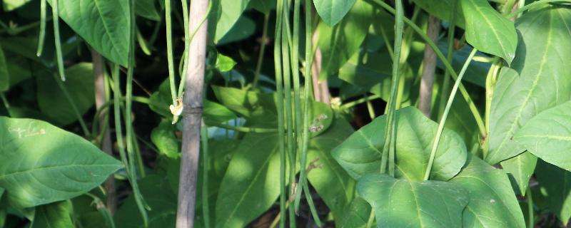 豆角结荚期怎样施肥 豆角结荚期施什么肥