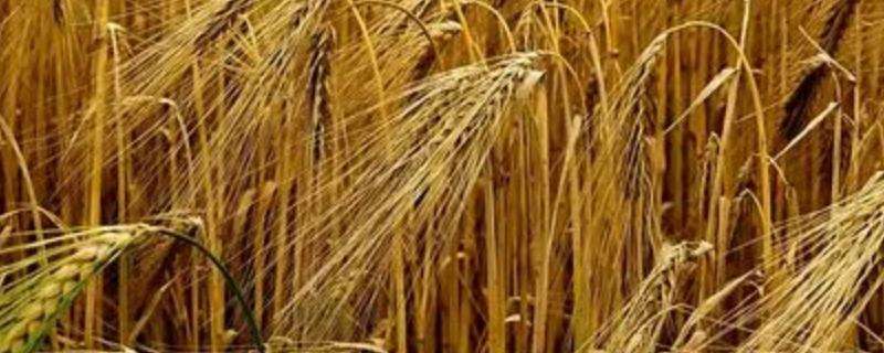 小麦用磷酸二氢钾拌种有什么好处 小麦用磷酸二氢钾拌种有什么好处和坏处