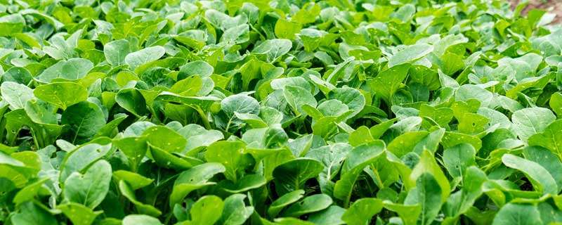 农作物肥料的三大营养元素是氮磷钾 农作物肥料的三大营养元素