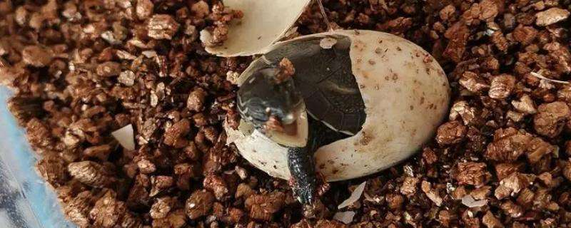 草龟蛋孵化多久才能出壳 草龟蛋需要孵化多久