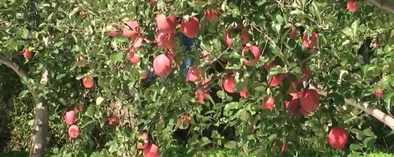 苹果适合在什么地区种植 苹果适合在什么地区种植蚂蚁庄园