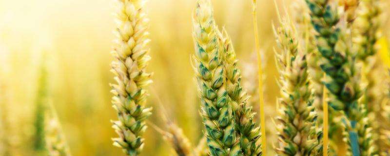 春小麦生长周期 春小麦生长周期图