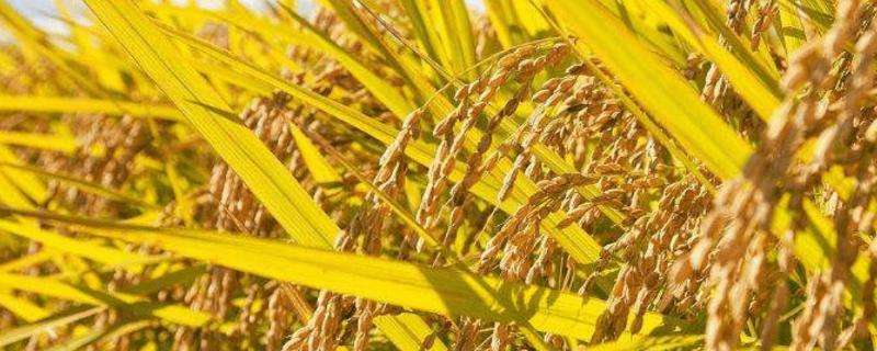 硅和钠哪种元素对水稻有特殊作用 硅元素对水稻的作用