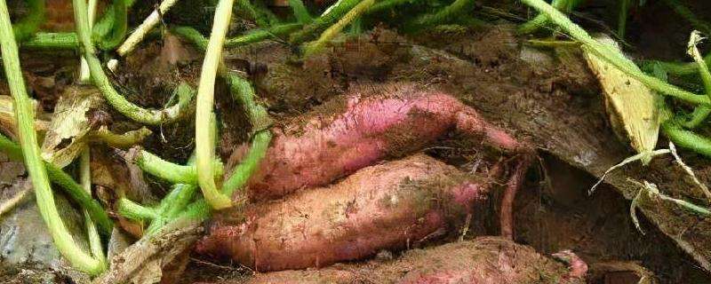 红薯苗从插扦到摘收多少时间? 红薯苗从插扦到摘收多少时间