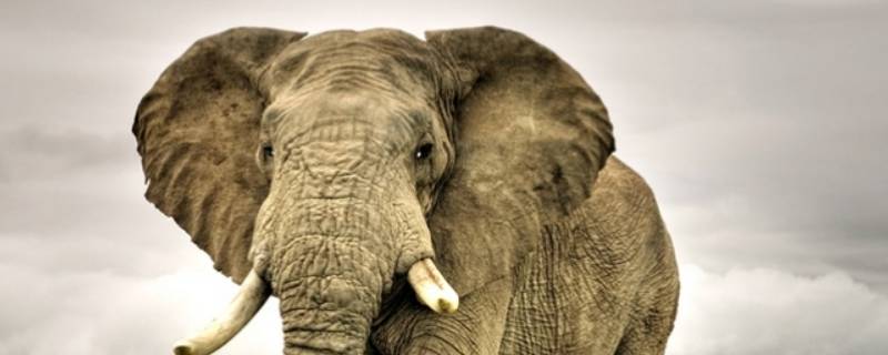 雌性亚洲象有象牙吗 亚洲象象牙是雌性长还是雄性长