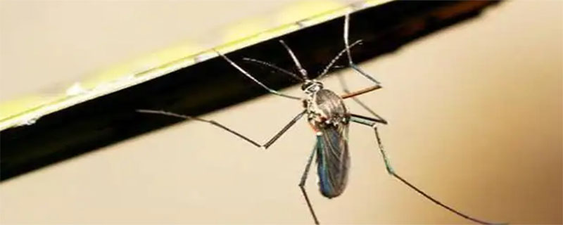 蚊子可以飞几层楼高