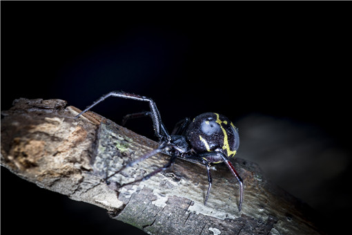 厦门海关截获1只活体黑寡妇！黑寡妇蜘蛛能毒死人吗？中国有吗？