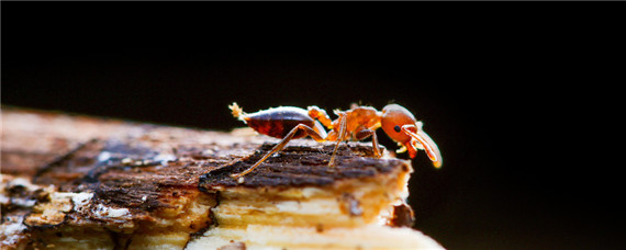 黄蚂蚁用什么药杀死最快最有效 黄蚂蚁用什么药杀死最快