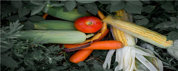 粮食作物和经济作物的区别 粮食作物和经济作物的区别是什么