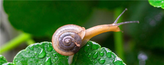 蜗牛吃什么怎么养活 蜗牛吃什么?