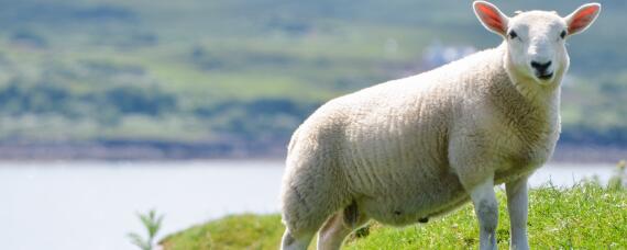 世界上最贵的羊 世界上最贵的羊一头多少钱