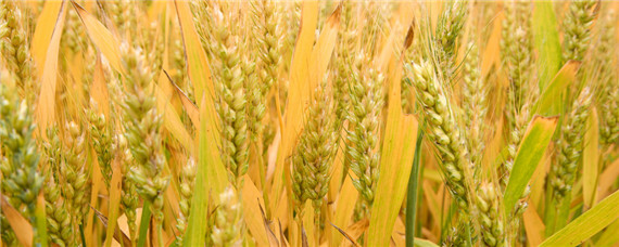 驻麦328小麦品种 驻麦328小麦品种是早熟的吗