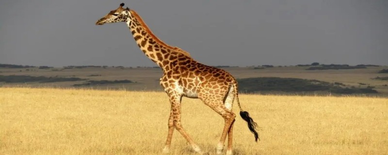 长颈鹿属于什么类 长颈鹿属于什么类是鹿类吗