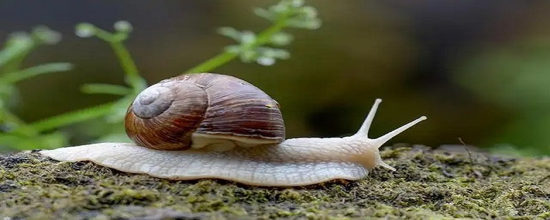 蜗牛利用什么向前移动 蜗牛利用什么向前移动,黏液使,接触面