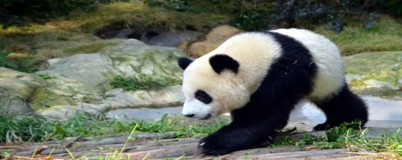 熊猫的外形特征有哪些
