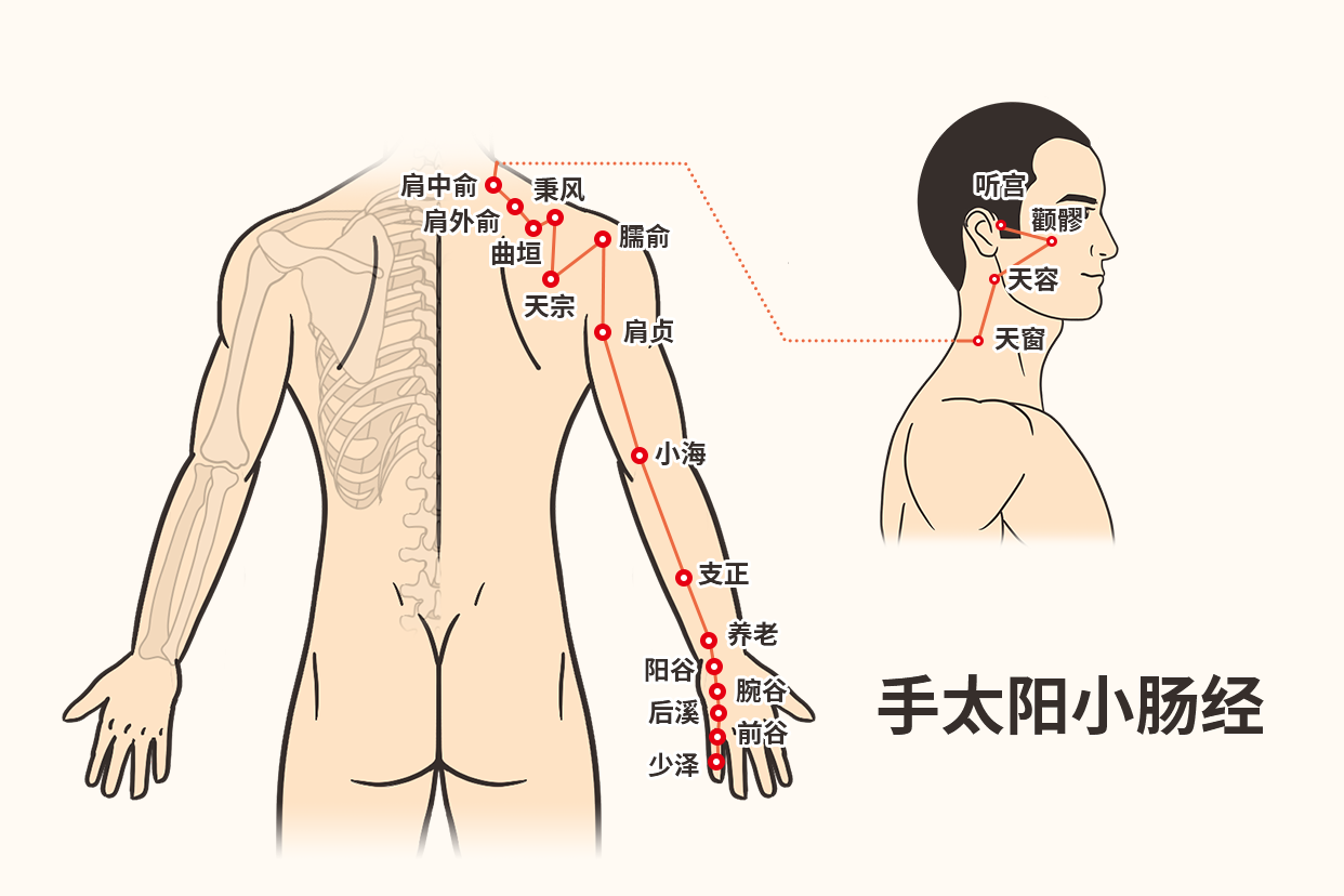 小肠经的循行路线以及经络图（小肠经的经脉循行）