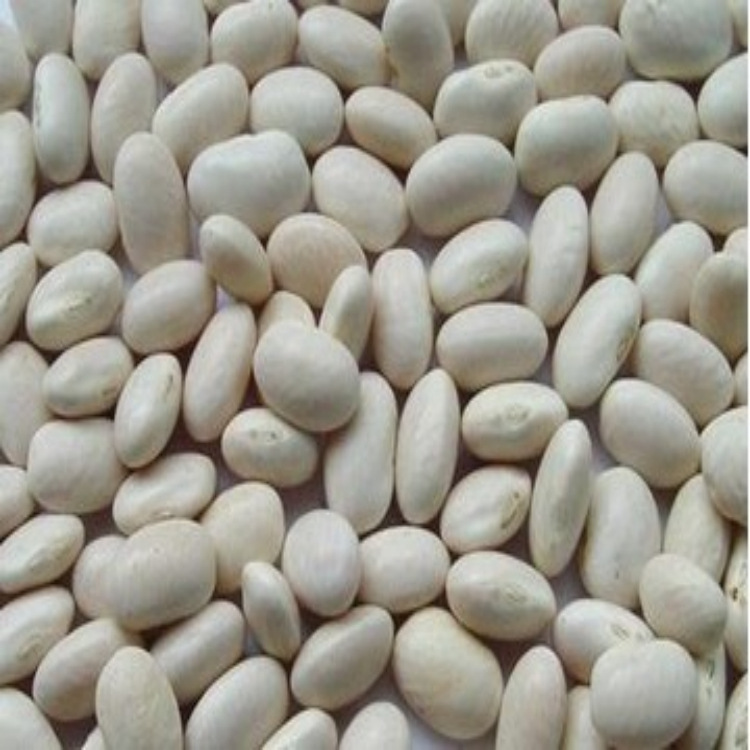 白芸豆和扁豆的区别 白芸豆与白扁豆的区别是什么呢