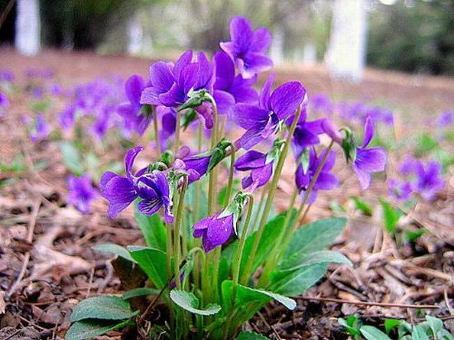 紫花地丁功用有哪些 紫花地丁有哪些用处
