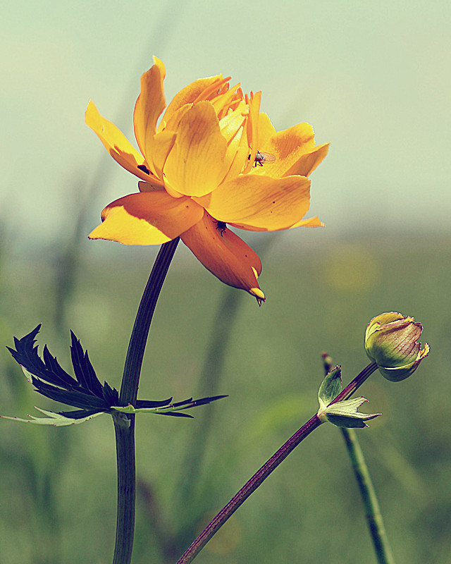 金莲花与金银花的区别 金莲花和金银花的区别